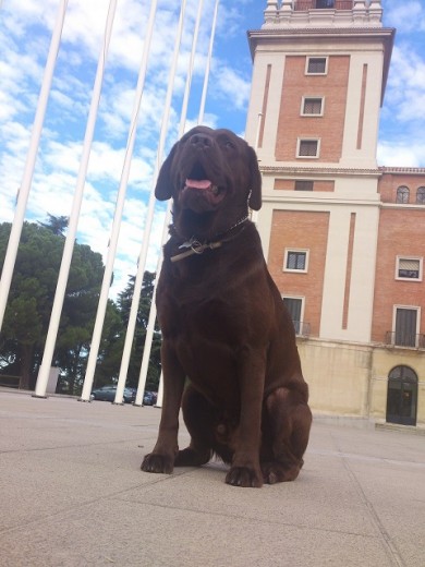 después de un largo paseo...